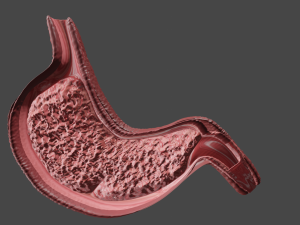 Anatomie de l'estomac Modèle 3D