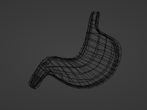 Anatomie de l'estomac Modèle 3D