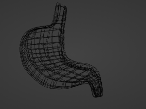 Anatomie de l'estomac Modèle 3D