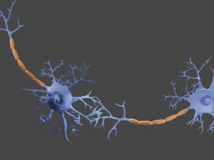 Neurone Modello 3D