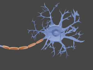 Neuron 3D Model