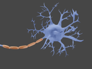 Neuron 3D Model