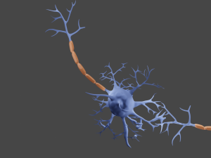 Neuron 3D Model