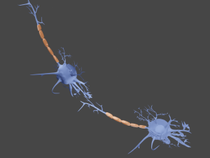 Neuron 3D Model