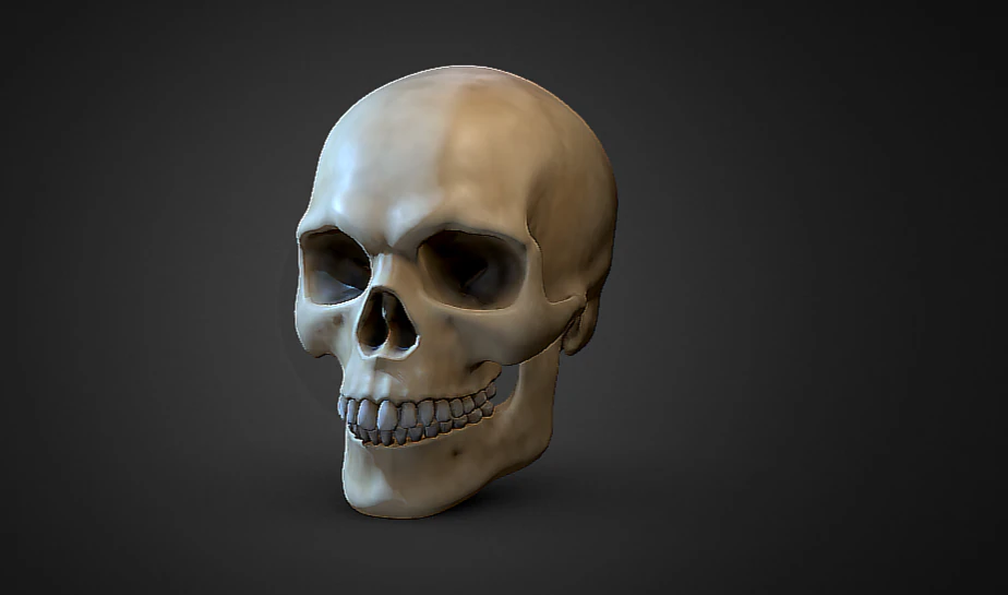 Human Skull 3D Model .c4d .max .obj .3ds .fbx .stl .blend 