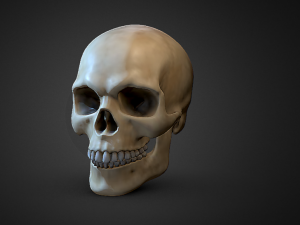 Human Skull 3D Model