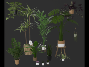 Indoor plants 3D Model