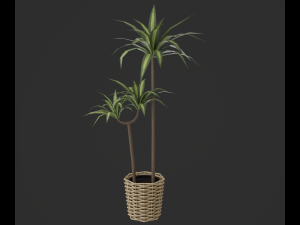 Indoor plants 3D 模型