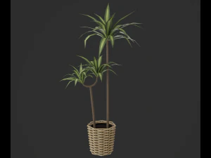 Indoor plants 3D Model
