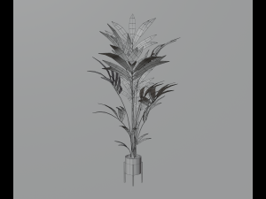 Indoor plants 3D 模型