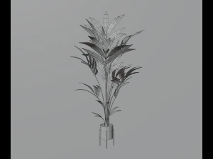 Indoor plants 3D Model