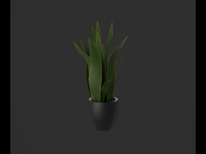 Indoor plants 3D 模型