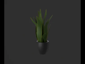 Indoor plants 3D Model