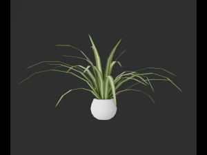 Indoor plants 3D Model