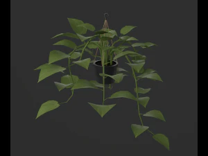 Indoor plants 3D Model