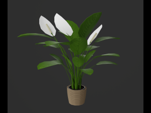 Indoor plants 3D 模型