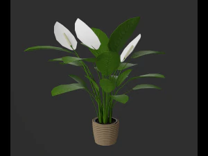 Indoor plants 3D Model