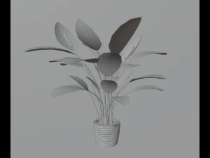 Indoor plants 3D Model