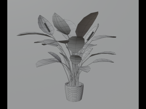 Indoor plants 3D 模型