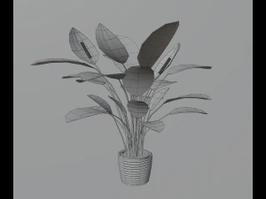 Indoor plants 3D Model