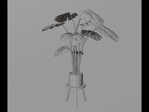 Indoor plants 3D 模型