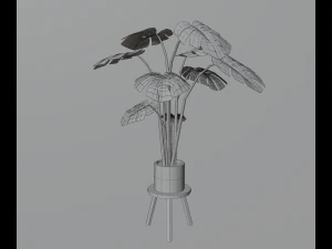 Indoor plants 3D Model