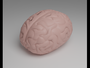 Brain 3D Model