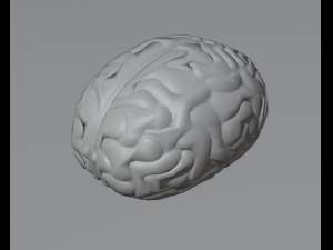 Brain 3D Model