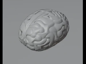 C&eacute;rebro Modelo 3D