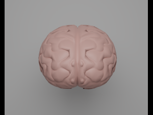 Brain 3D Model