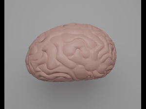 Brain 3D Model