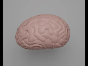 C&eacute;rebro Modelo 3D