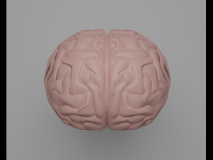 Brain 3D Model