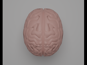 Brain 3D Model