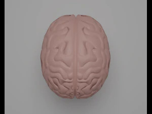 C&eacute;rebro Modelo 3D
