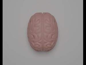 Brain 3D Model