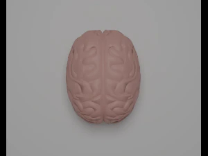 C&eacute;rebro Modelo 3D