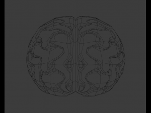 Brain 3D Model
