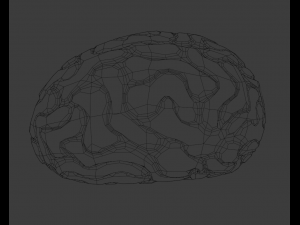 Brain 3D Model