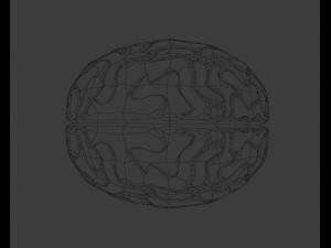 Brain 3D Model
