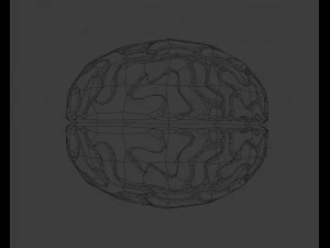 C&eacute;rebro Modelo 3D