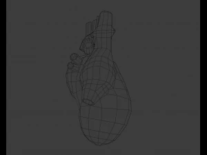 Сердце 3D Модель