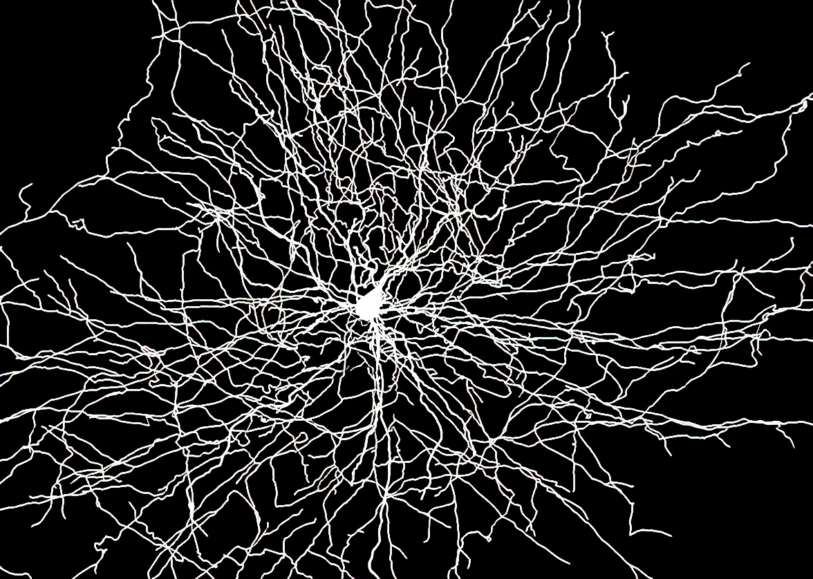 3D Neuron Model-03 3D Model .c4d .max .obj .3ds .fbx .stl .blend 
