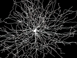 3D модель нейрона-03 3D Модель