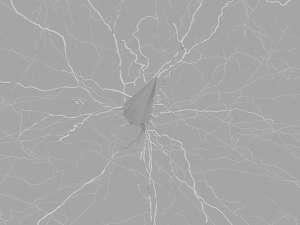 3D Neuron Model Collection x5 3Dモデル