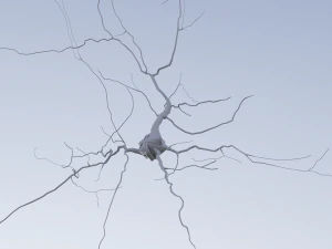 3D модель нейрона-06 3D Модель