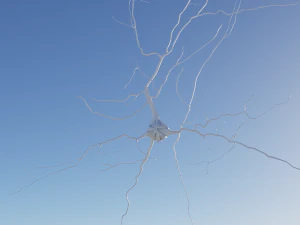 3D Neuron Model-06 3D Model