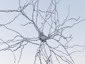 3D Neuron Model-07 3D Model