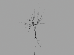 3D Neuron Model-08 3Dモデル