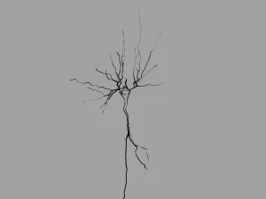 3D Neuron Model-08 3D Model